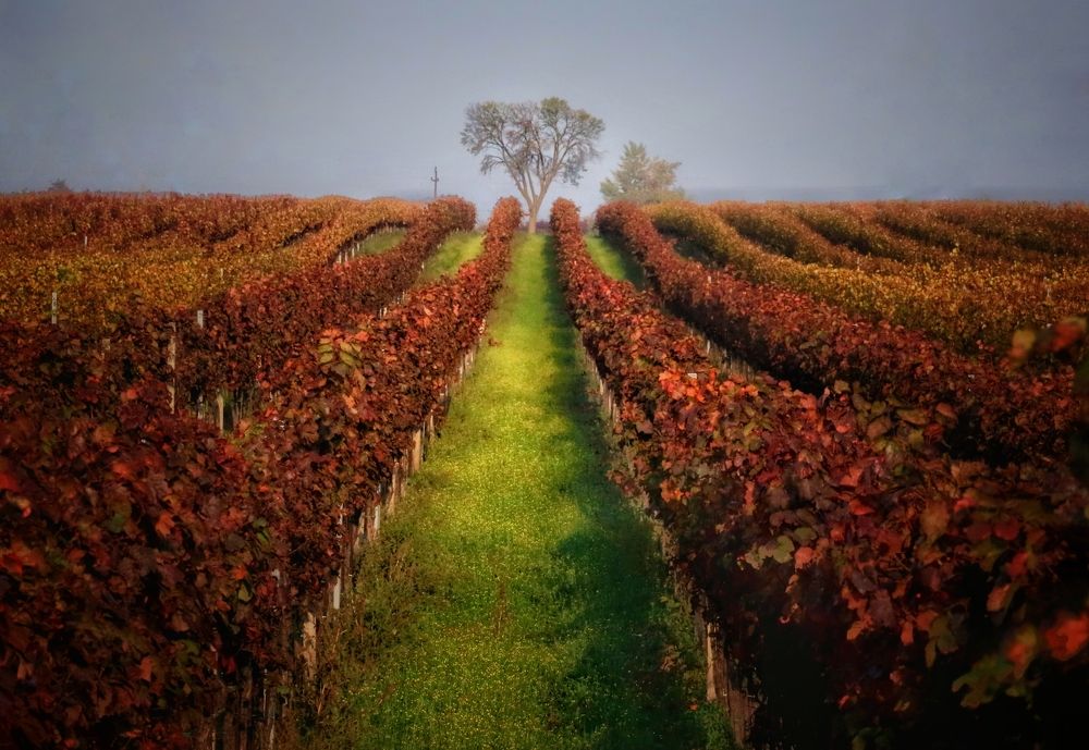 Photograph by Eva Wiedemann