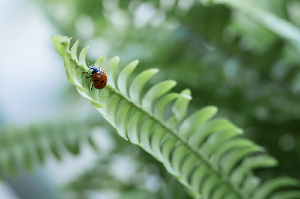 Фотография автора Татьяна Степанова