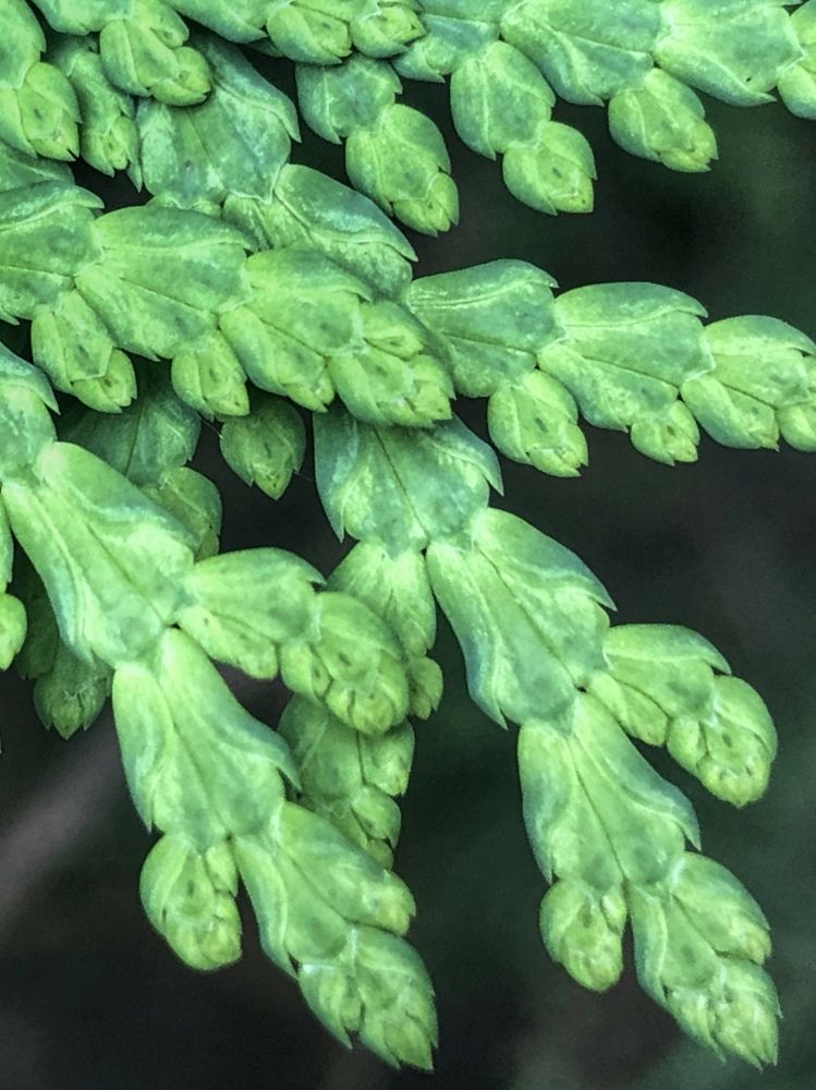 Зеленые кружева