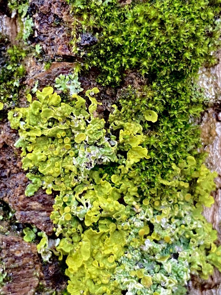 Такой разный зеленый