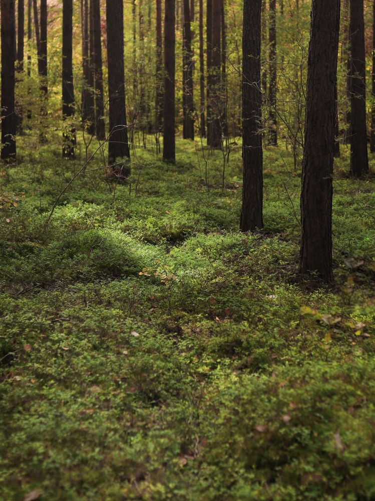 Photograph by Ксения Лаевская