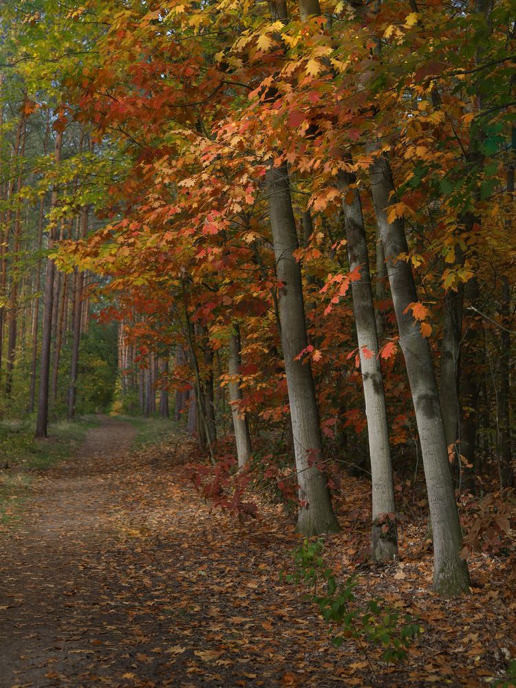 Photograph by Ксения Лаевская