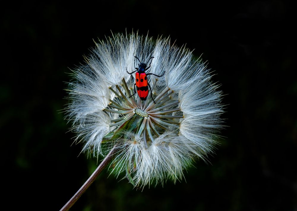 Photograph by Bahir DIBEKOGLU