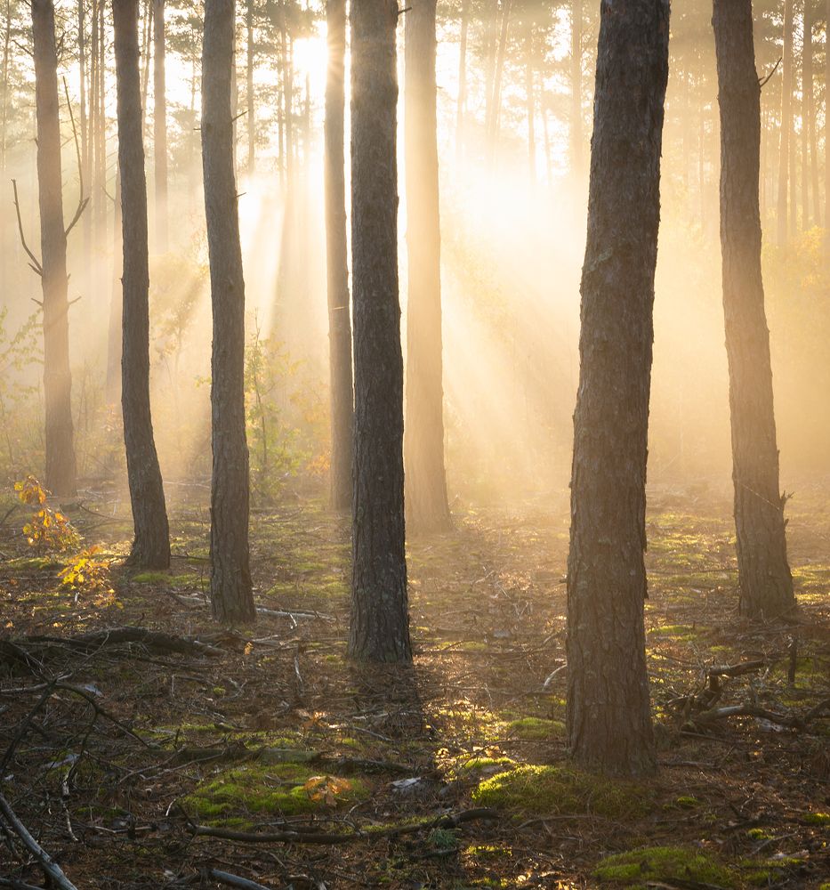 Осенний лес