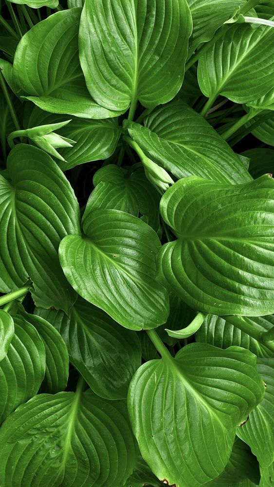 Photograph by Елена Майфет