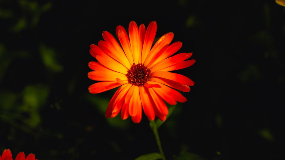 Photograph by Илья Ровинский