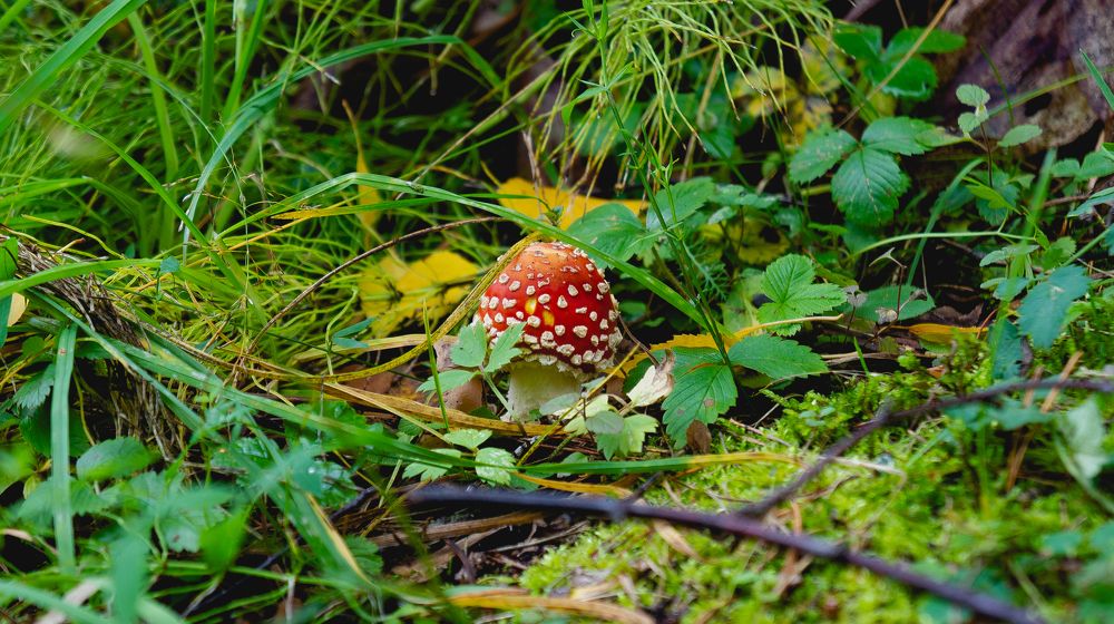 Photograph by Илья Ровинский