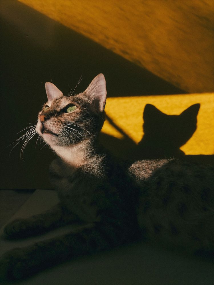 Фотография автора Abhitha