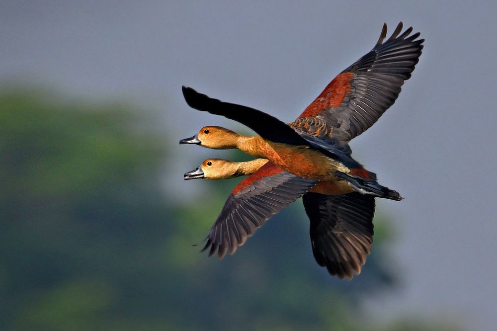 Photograph by Shibram Nag