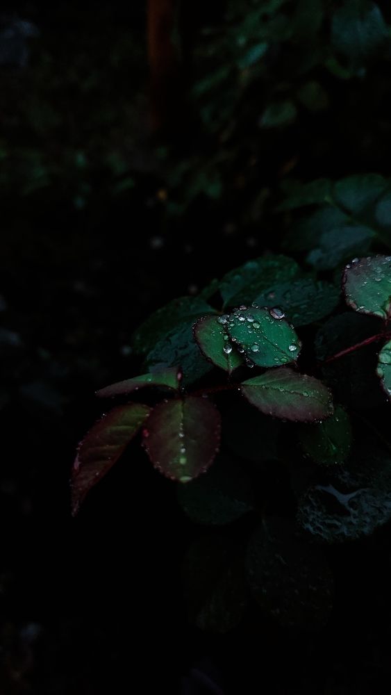 Photograph by Евгения Кинжакова