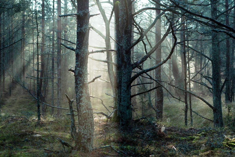 Photograph by Rolandas Valančauskas