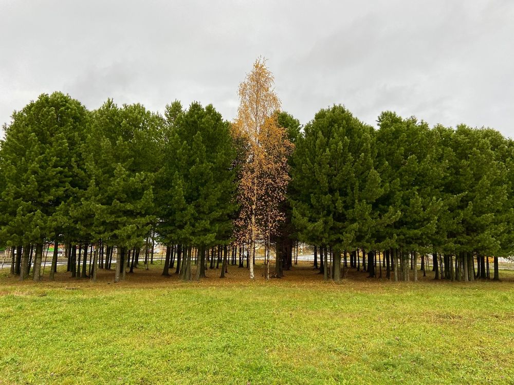 Северная осень