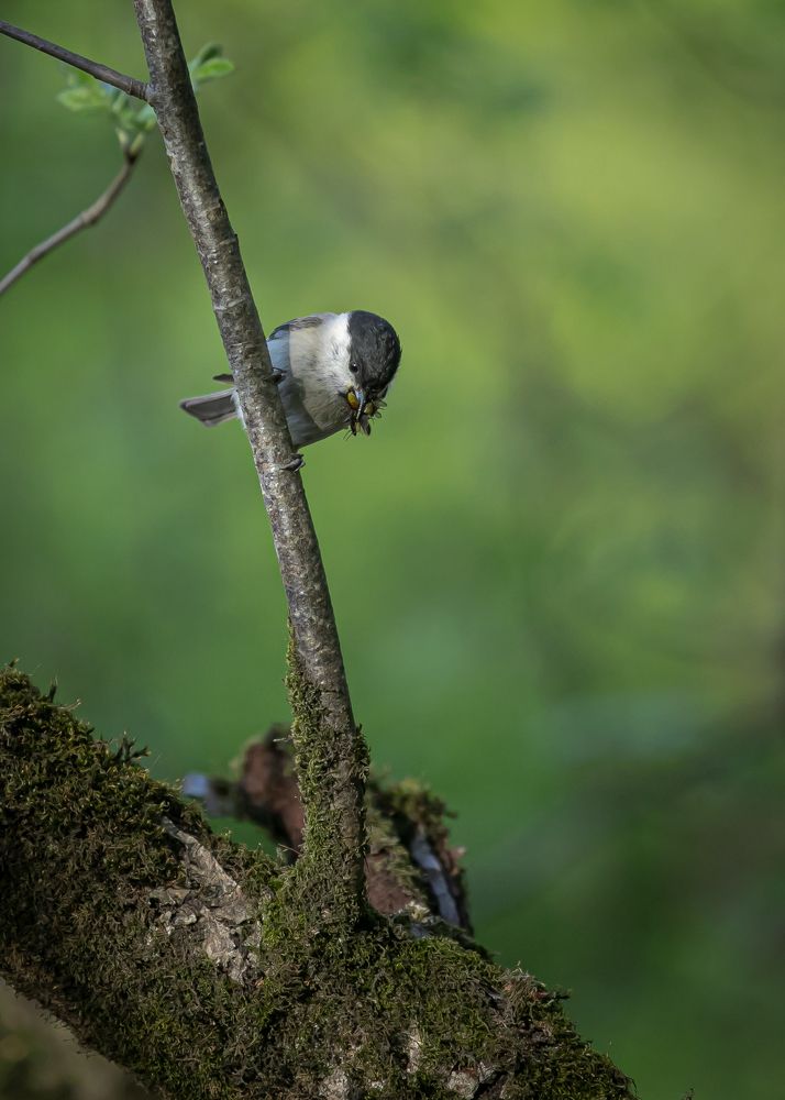 Photograph by Галина Кирикова
