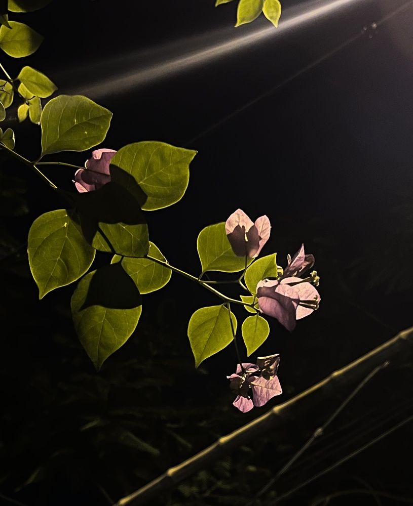 The pink
