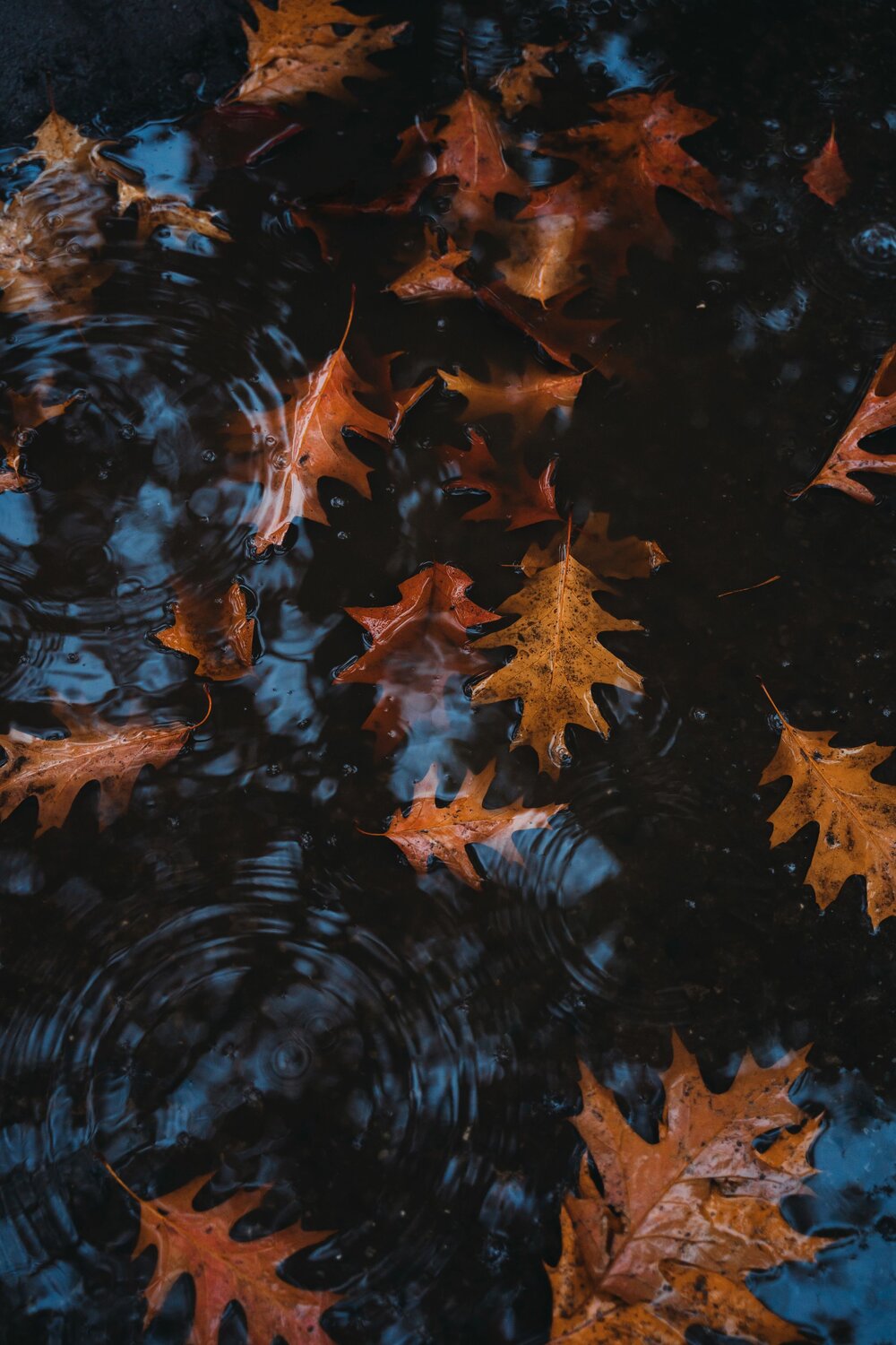 Photo #8197391