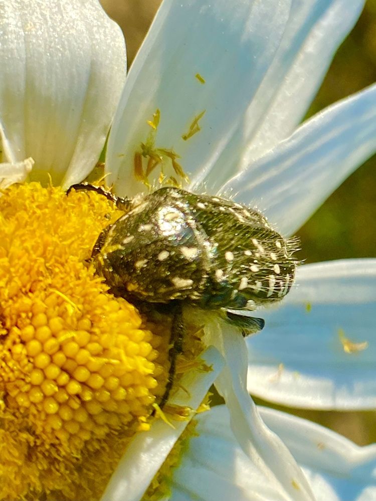 Любитель ромашки