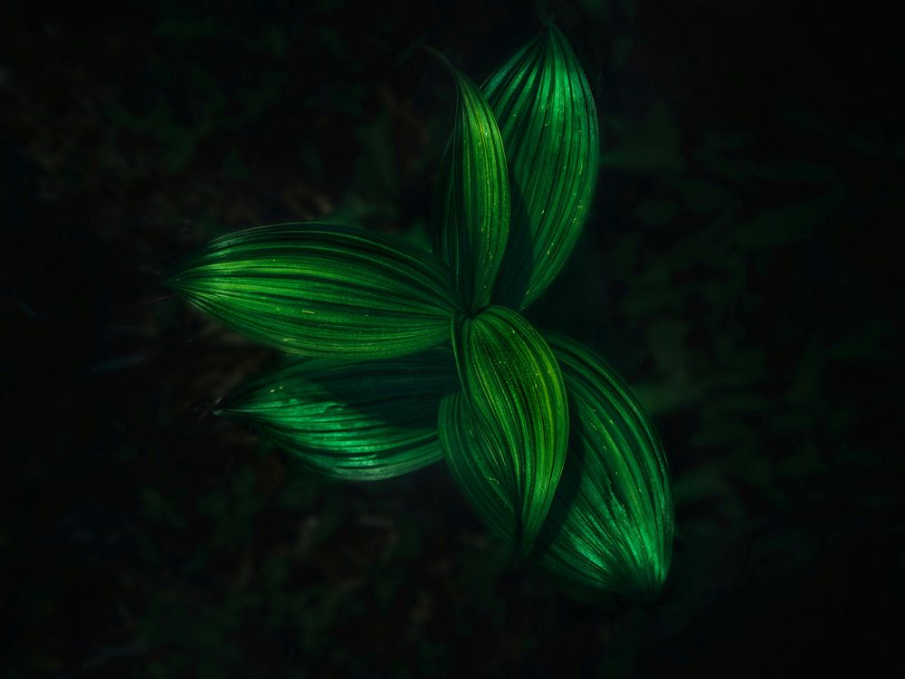 Photograph by Вероника Ливанова