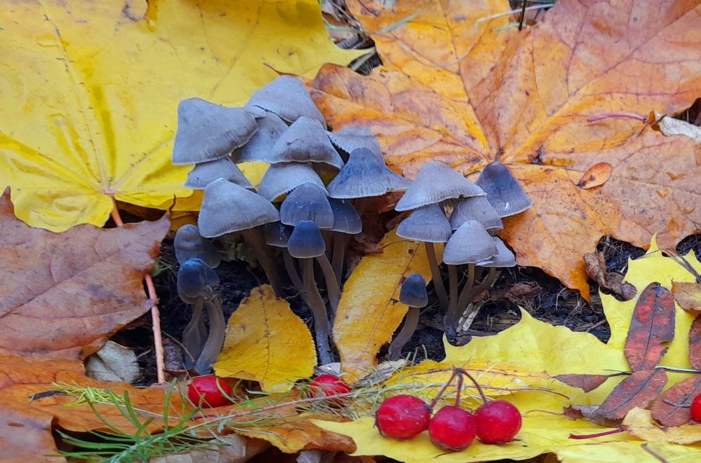 Photograph by Соколова Елена