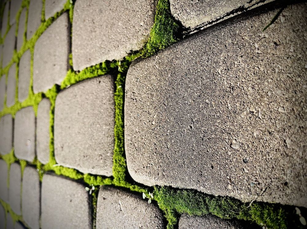 Мох и камень… жизнь и смерть