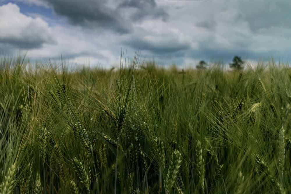 Photograph by Дьяченко Алёна