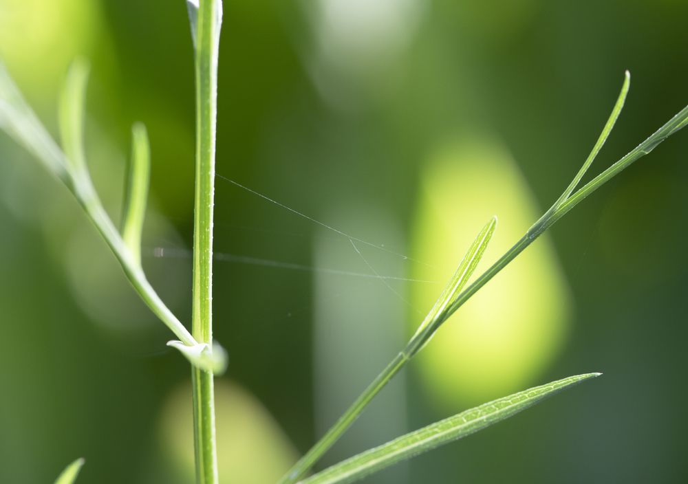 Photograph by Лия Яковлева