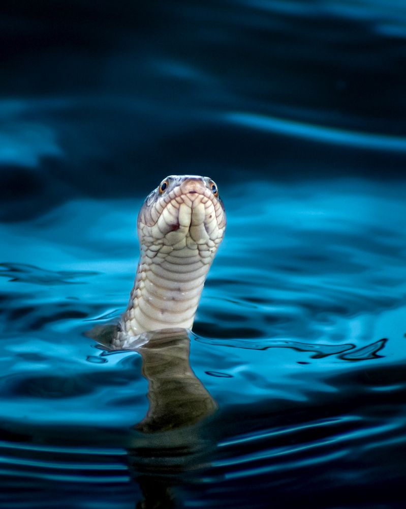 Grass / water snake