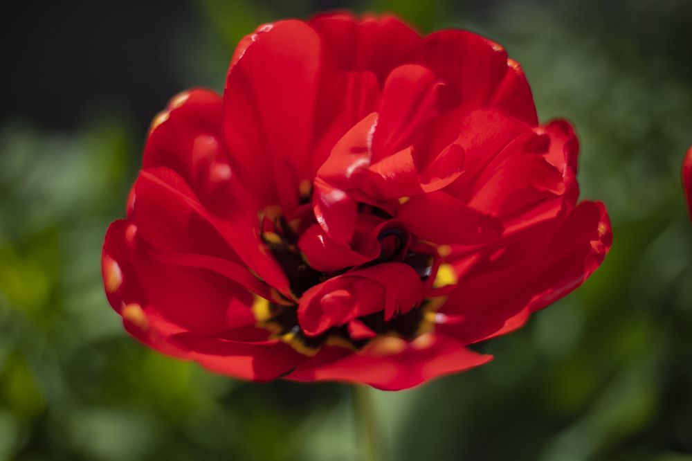 Фотография автора Татьяна Степанова