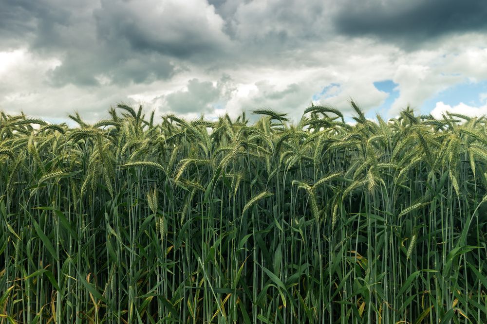 Photograph by Дьяченко Алёна