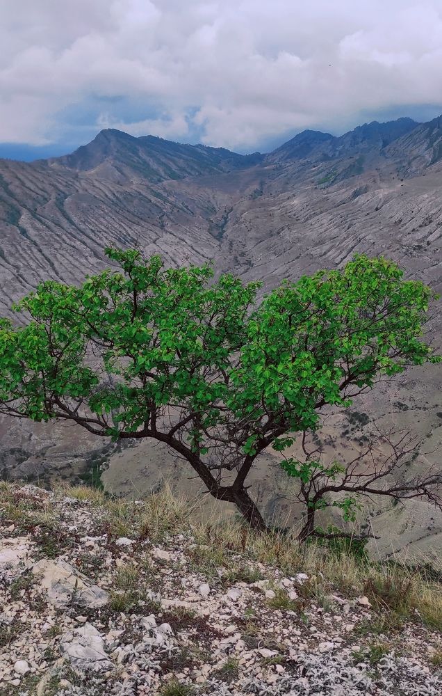 Photograph by Светлана Сафонова