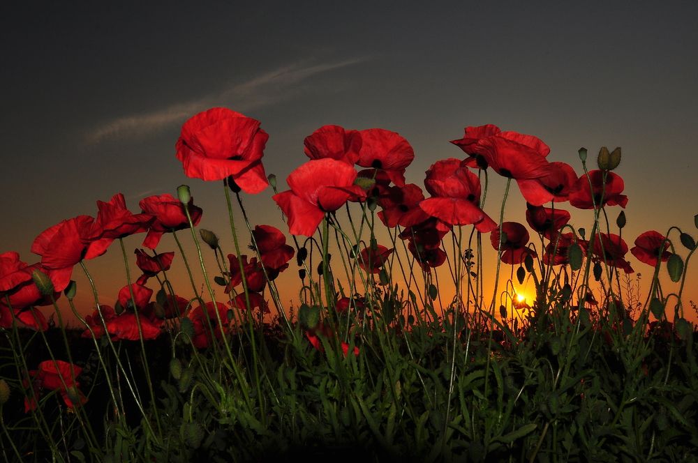 Photograph by Юрий Яковлев