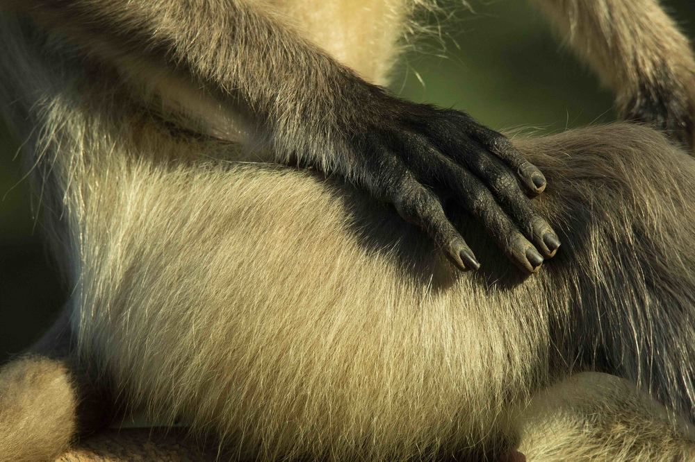 Photograph by AJITH MANIYAN