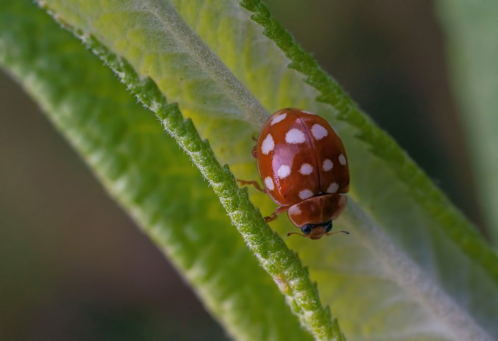 Photograph by Svetlana Rizzo