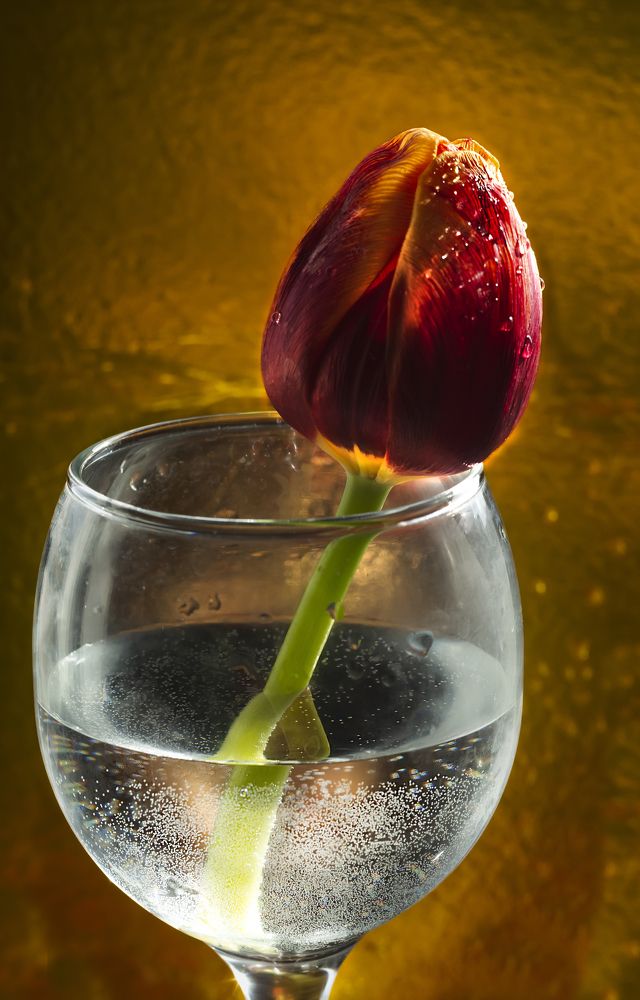 Фотография автора Светлана Воротынцева