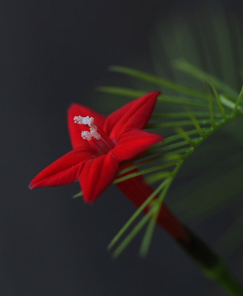 Photograph by Леунина Людмила