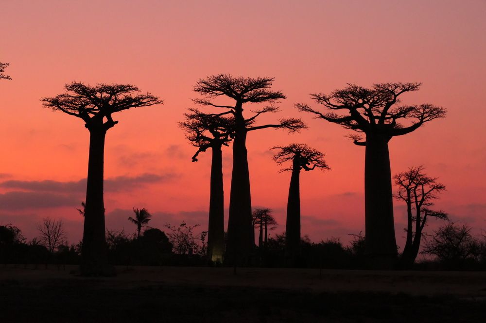 Guardians of Madagascar