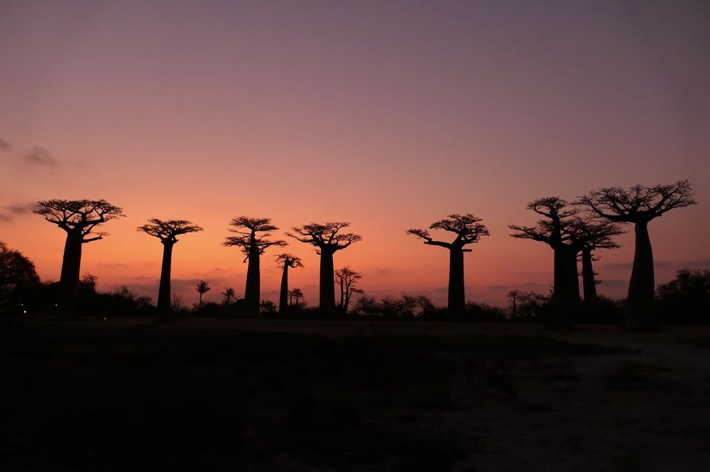 Baobab Avenue