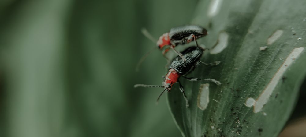 Фотография автора Rajesh R Kurup