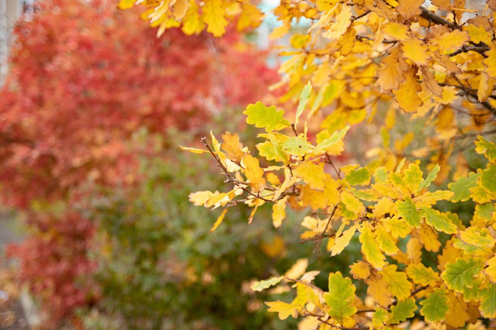 Photograph by Марина Комина