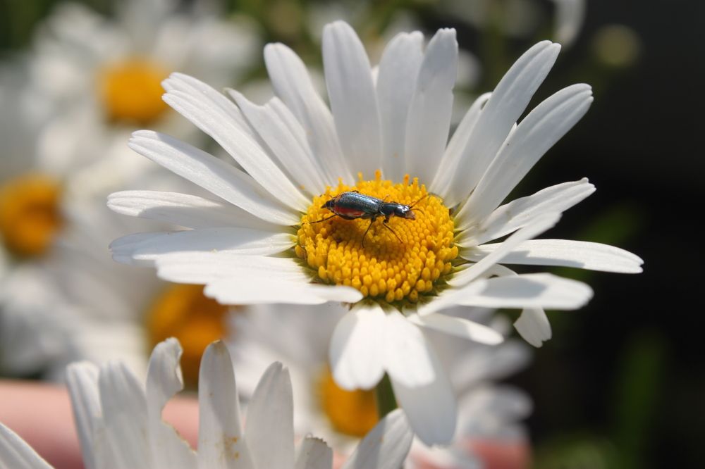 Photograph by Марина Ильева