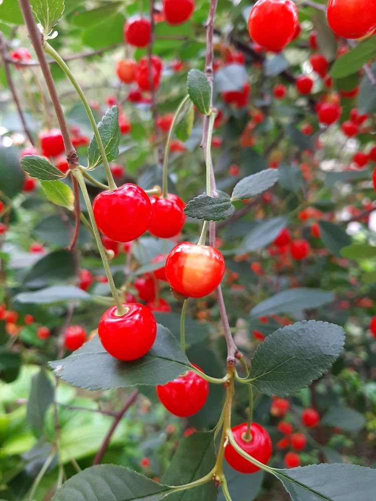 Фотография автора Светлана Дунаева