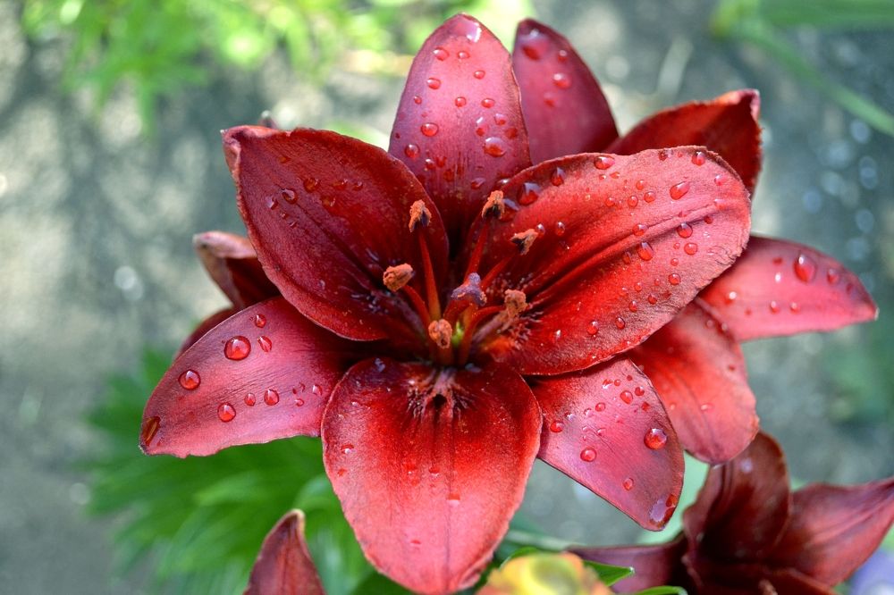 Лилия с росой