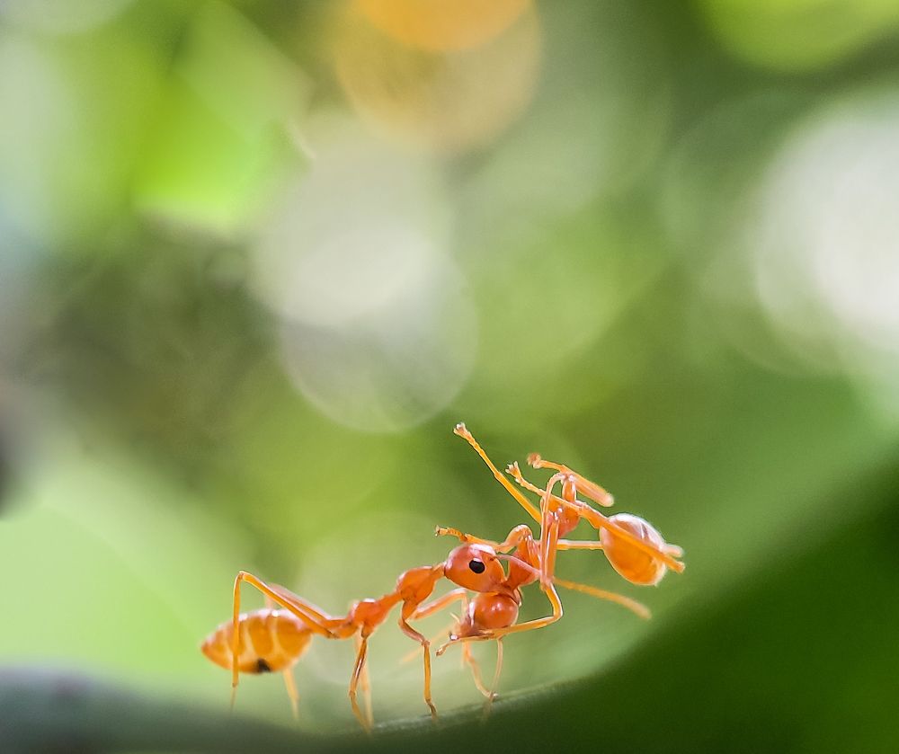 Photograph by Arindam Sahoo