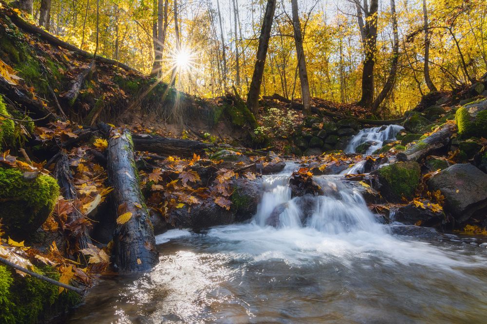 Фотография автора Майя Афзаал