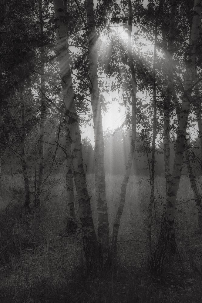 Берёзовая роща и луч солнца