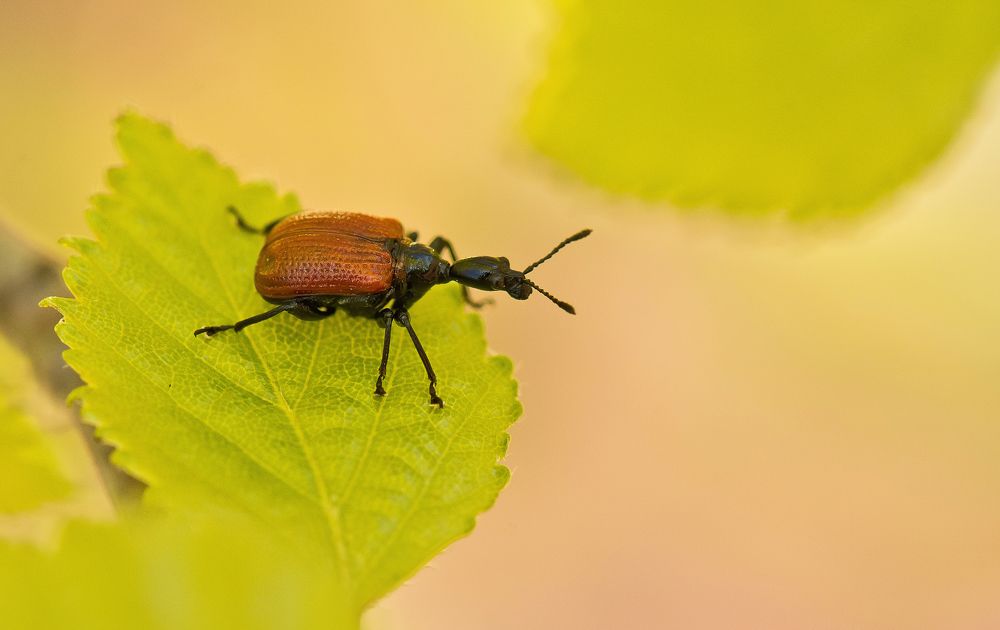 Photograph by  НиКоЛаЙ