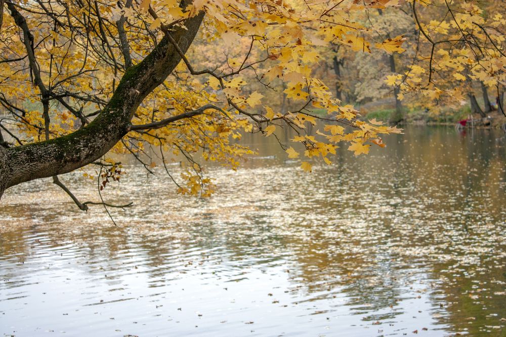 Осень в городском парке