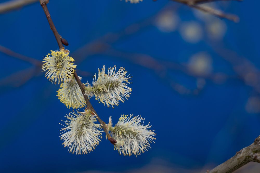Photograph by Светлана Давыдова