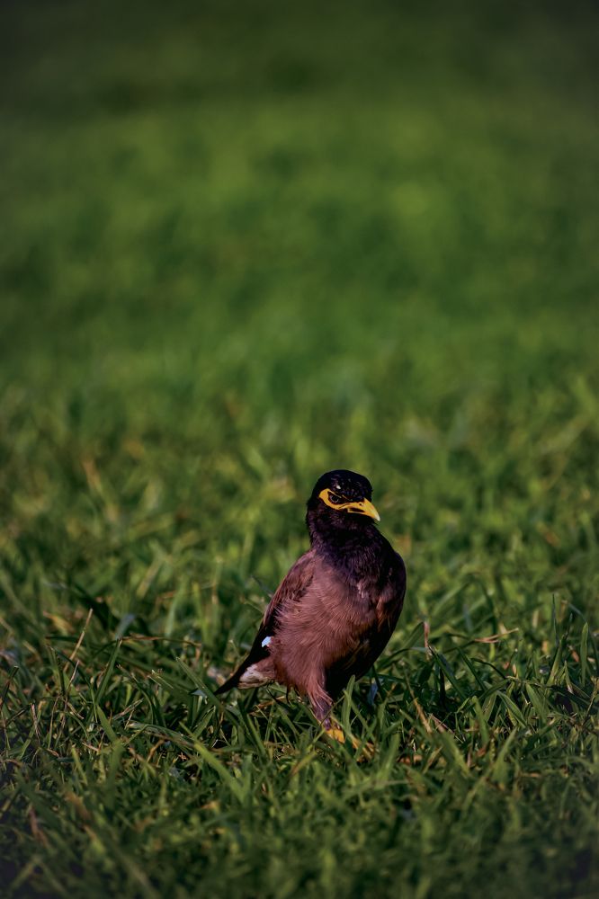 Photograph by Shubham Sharma