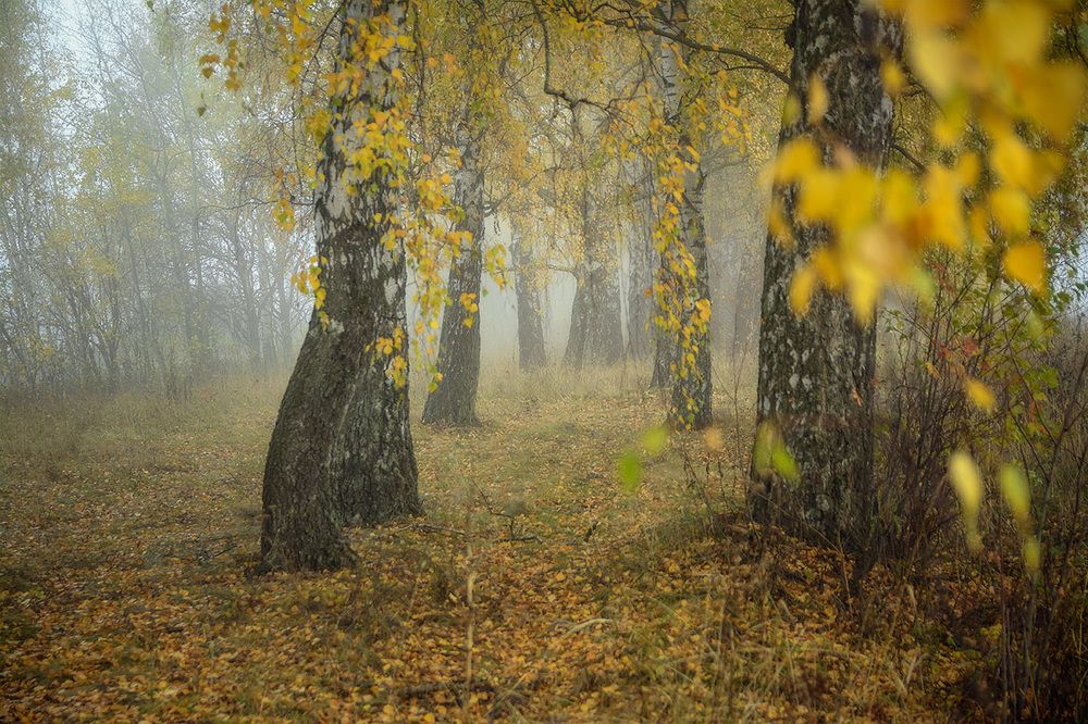 Фотография автора Анатолий Зверев