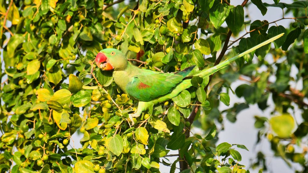 Photograph by Manjri Saxena